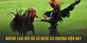 Bongvip Hướng Dẫn Kèo Đá Gà C1 C2 Là Gì Và Cách Chơi